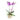 orquidea-en-canasta