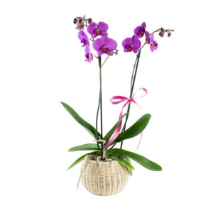 Orquídea en Canasta