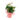 planta-decorada-anturio